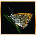 Картина из страз сваровски Бабочка на травинке